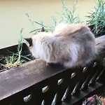 Ucni Ranc Bohinj, Boutique Horse-friendly Retreat Ostanak kod kuće *