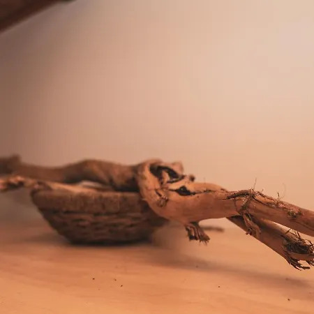 Ucni Ranc Bohinj, Boutique Horse-friendly Retreat Alloggio in famiglia Bohinj