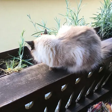 Ucni Ranc Bohinj, Boutique Horse-friendly Retreat Alloggio in famiglia *