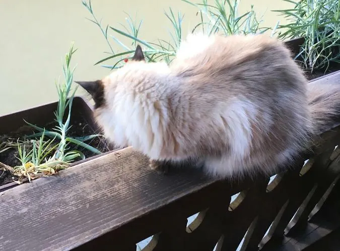 Ucni Ranc Bohinj, Boutique Horse-friendly Retreat Privat bolig *