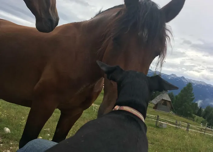 Ucni Ranc Bohinj, Boutique Horse-friendly Retreat *