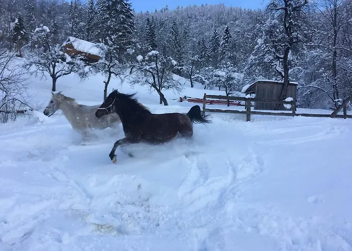 Ucni Ranc Bohinj, Boutique Horse-friendly Retreat